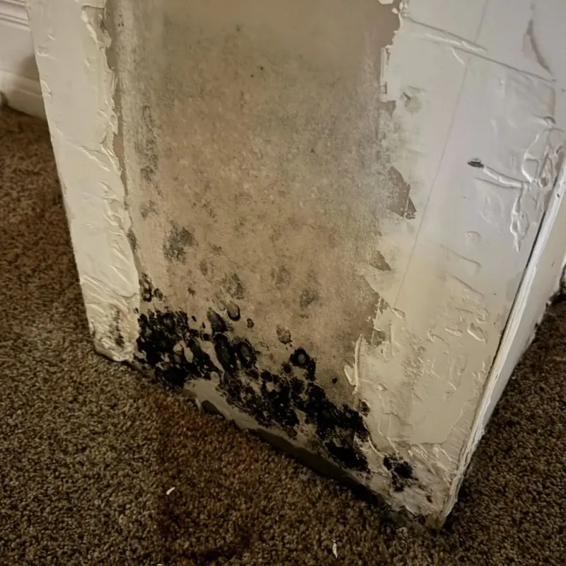 Professional Mold Removal in Palacios, TX